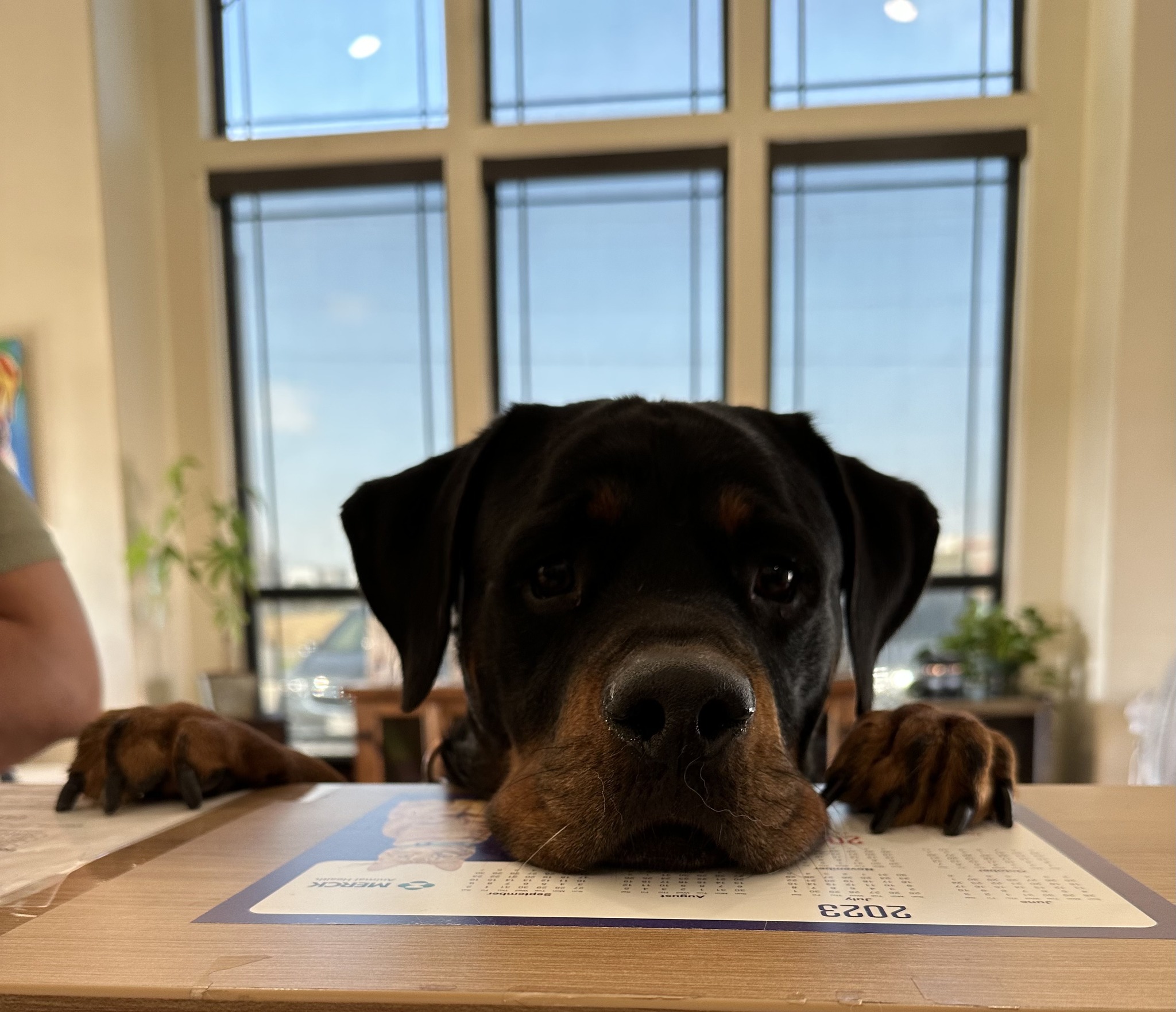 Alternative Therapy at Animal Medical Center